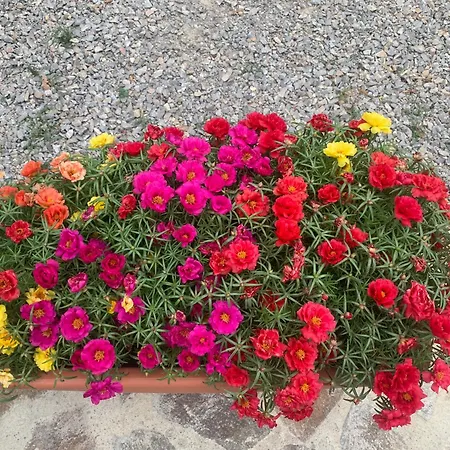 Al Fontanile Ferienhaus Santa Fiora